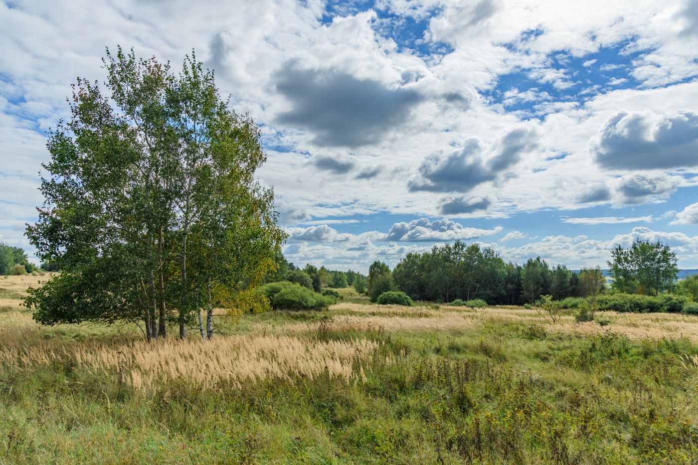 Detailed clouds above a meadow and trees