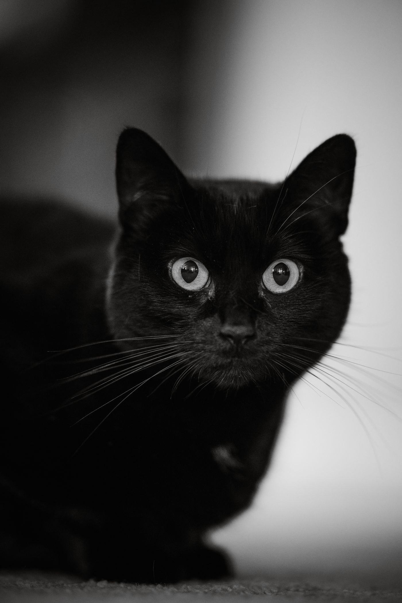 Black cat with visible dark fur detail