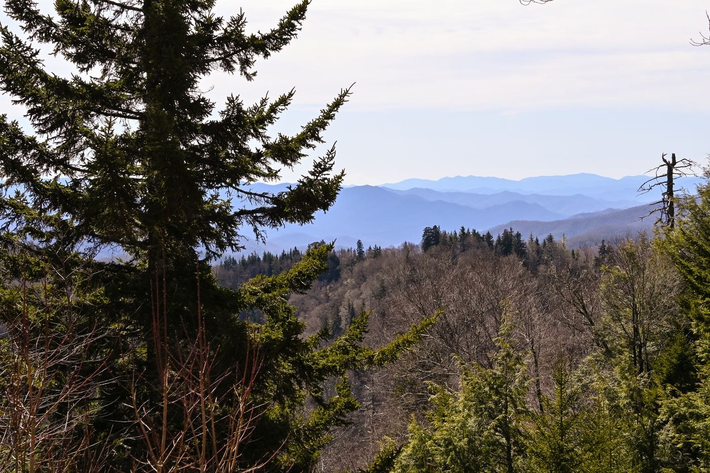 Evergreen branches framing distant mountain ridges