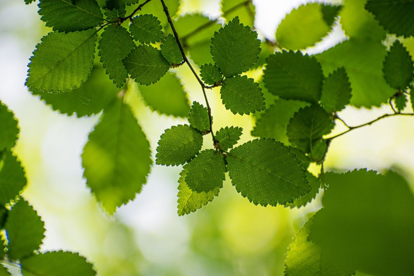 Sunlight shining through green leaves
