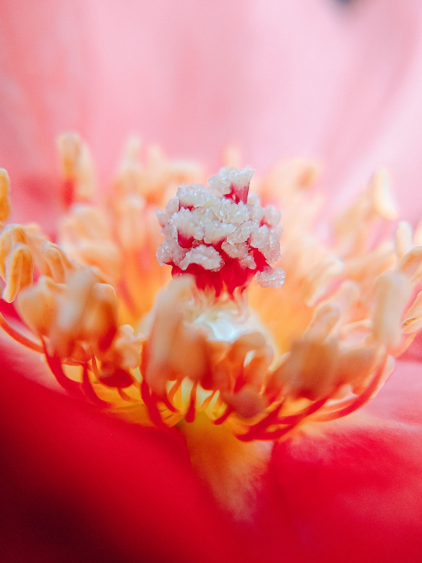 Close-up of a pink flower and its stamens
