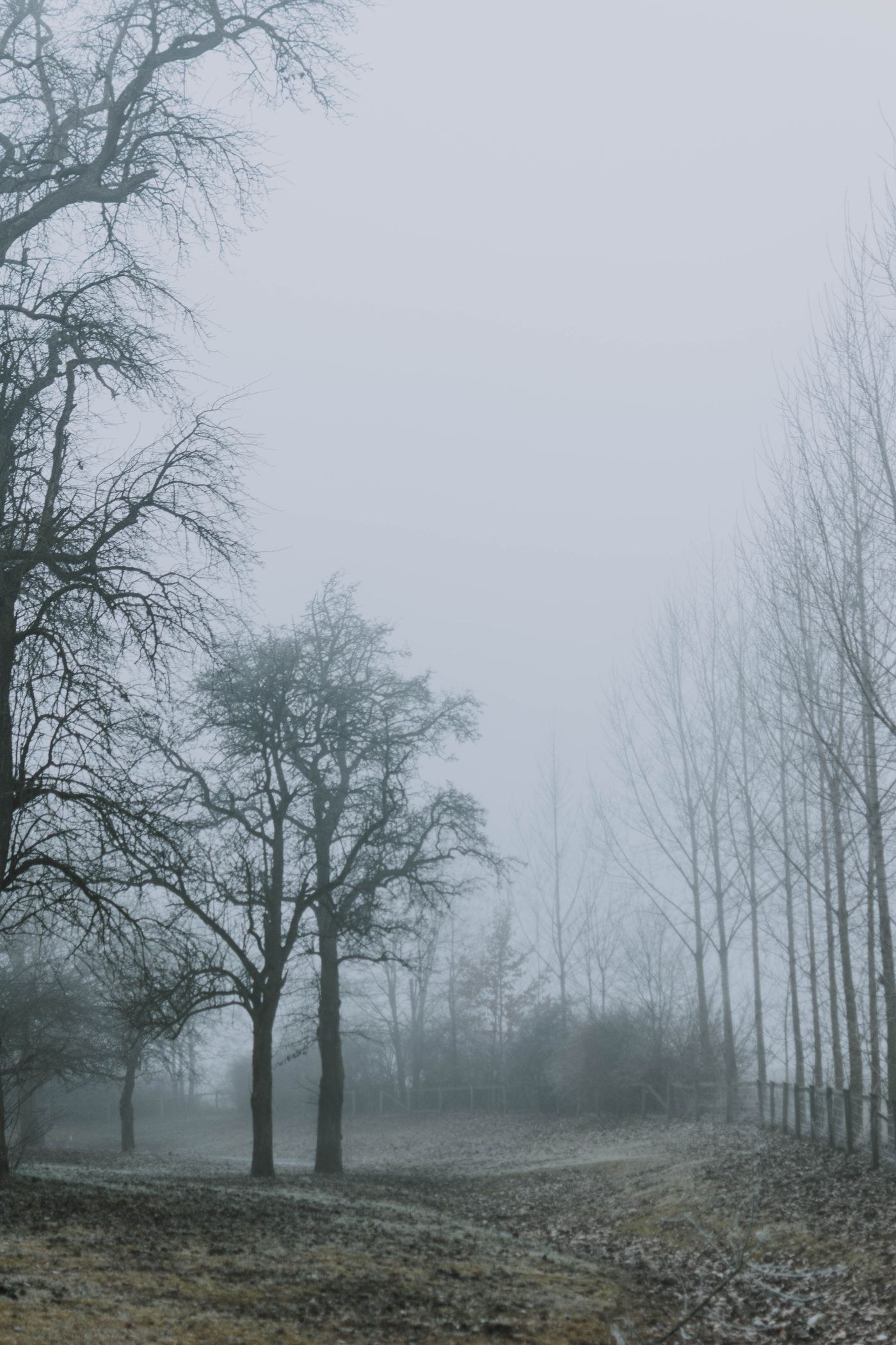 Bare woodland trees fading into fog