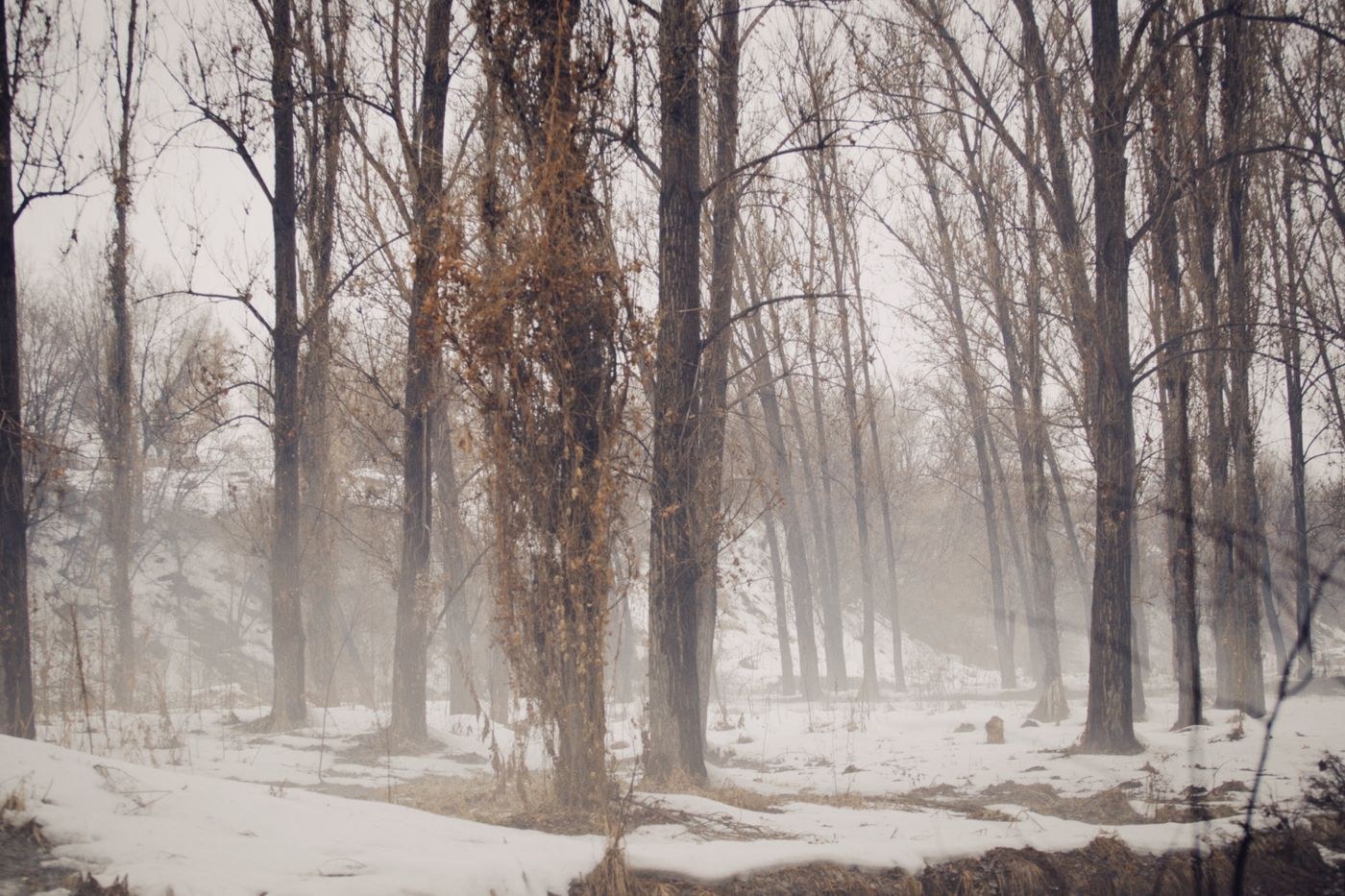 Winter woodland with pale snow and bare branches