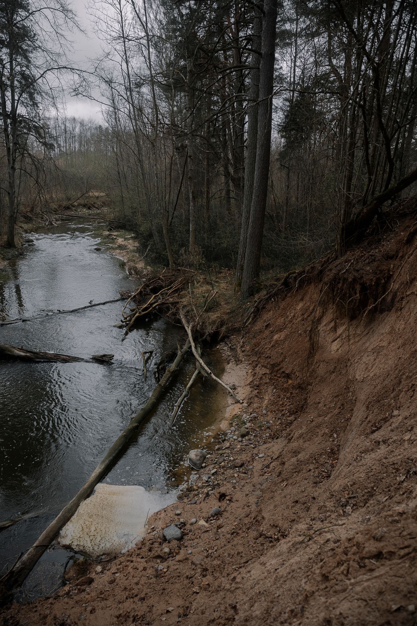 Wooded riverbank with bare branches